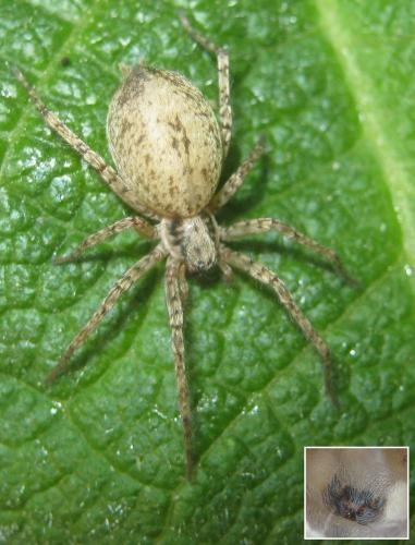 Anyphaena sabina